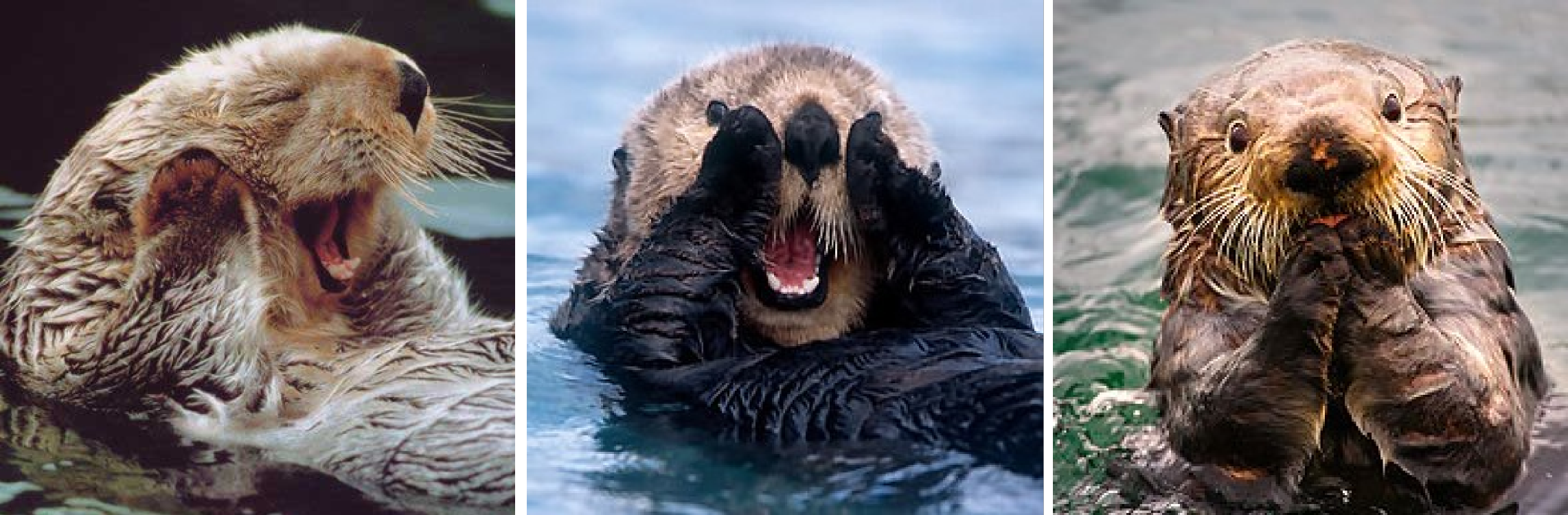 What's Killing California's Sea Otters?